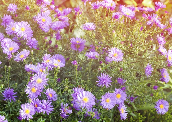 Flores de galo — Fotografia de Stock