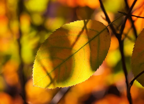 Feuilles d'automne — Photo