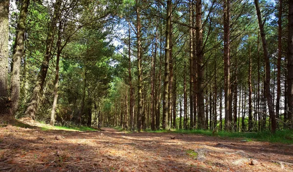 Foresta — Foto Stock