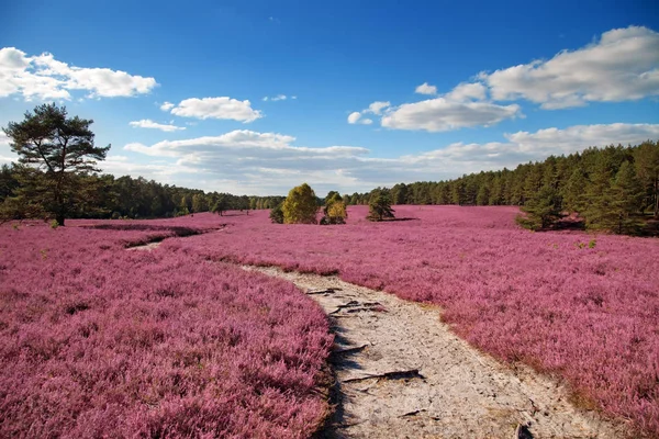 Heide — Stockfoto