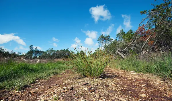 Wandelpad — Stockfoto