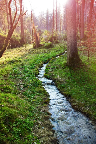 Creek in bos — Stockfoto