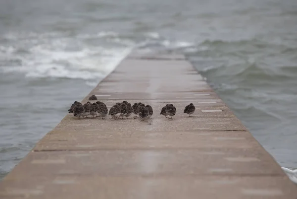 海洋 — 图库照片