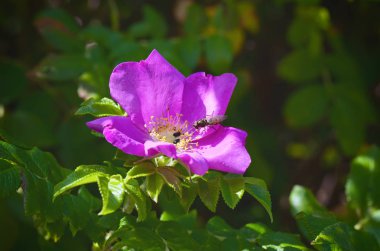 Rosa Rugosa