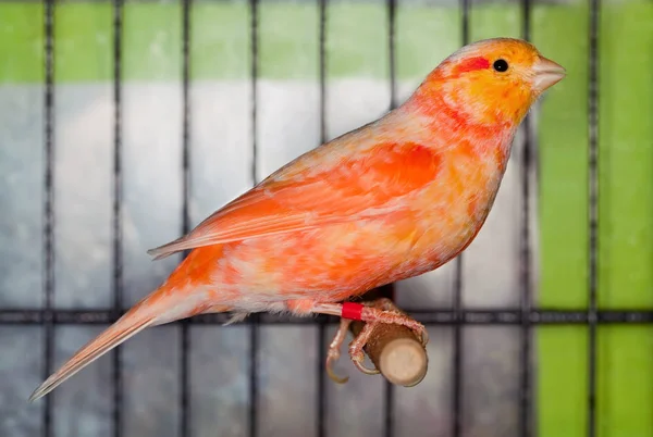 Canary bird — Stockfoto