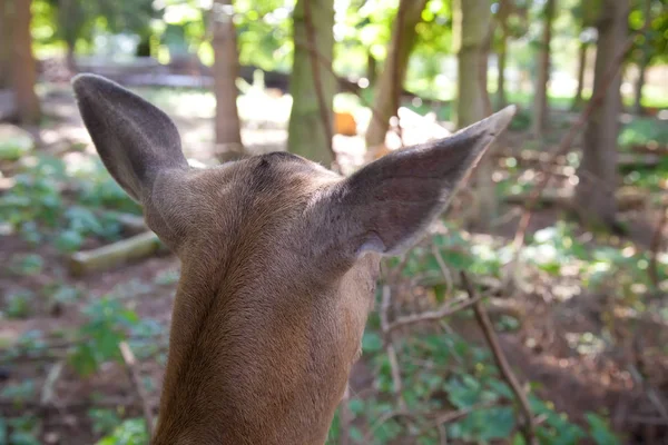 Deer — Stock Photo, Image