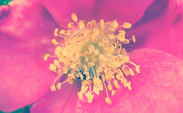 Rosa rugosa — Fotografia de Stock
