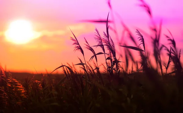 Sonnenuntergang — Stockfoto