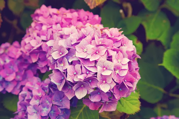 Flores de hortênsia — Fotografia de Stock