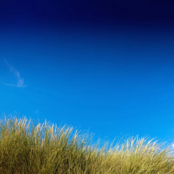 Hierba de dunas — Foto de Stock