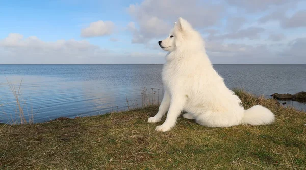 坐在海岸上的萨莫伊犬 — 图库照片