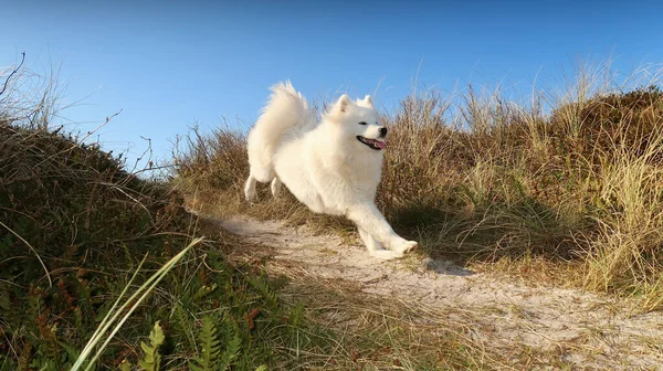 Samoyed Pies Działa Wybrzeżu — Zdjęcie stockowe