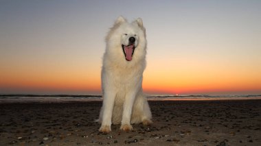 Yorgun ve yorgun bir köpek sahilde oturuyor ve gün batımında esniyor.