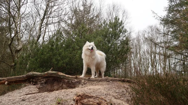 Samoyed Pies Stojący Lesie — Zdjęcie stockowe