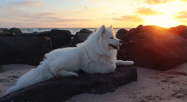 Samoyed Pies Leżący Plaży Zachodzie Słońca — Zdjęcie stockowe