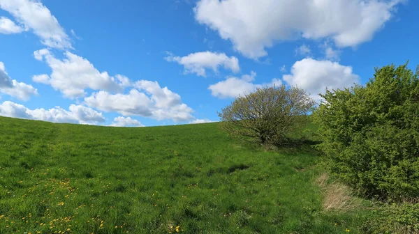 Groen Gras Blauwe Lucht — Stockfoto