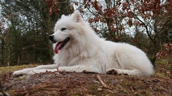 Samoyed Kutya Feküdt Erdőben — Stock Fotó