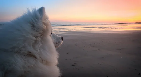 Samoyedo Perro Sentado Playa Atardecer — Foto de Stock