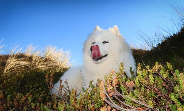 Samoyed Hund Med Lång Tunga — Stockfoto