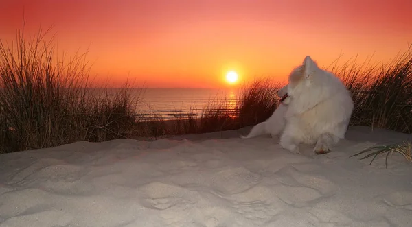 Samoyed Hond Zittend Het Strand Bij Zonsondergang — Stockfoto