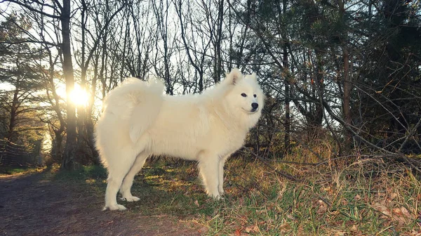 Samoyed Dog Standing Forest — Stock Photo, Image