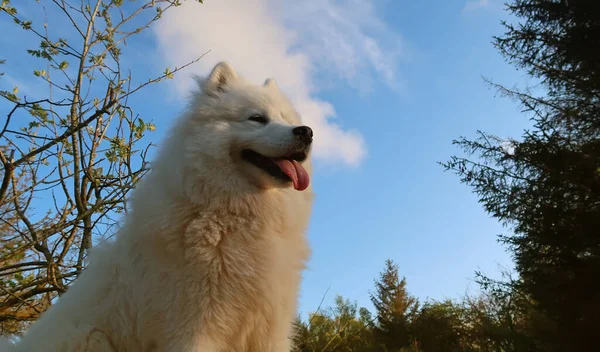 Samoyed Σκυλί Κάθεται Στο Δάσος — Φωτογραφία Αρχείου