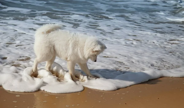 Samoyed Pies Stojący Plaży — Zdjęcie stockowe