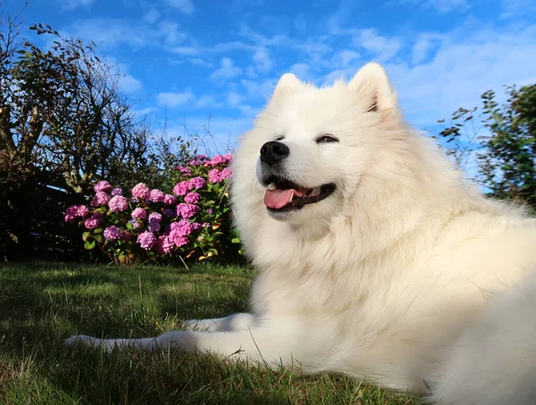 Samoyed Σκυλί Που Βρίσκεται Στο Γρασίδι — Φωτογραφία Αρχείου