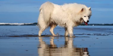 Samoed dog sahilde duruyor.
