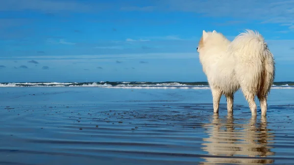 Samoyed Perro Pie Playa — Foto de Stock