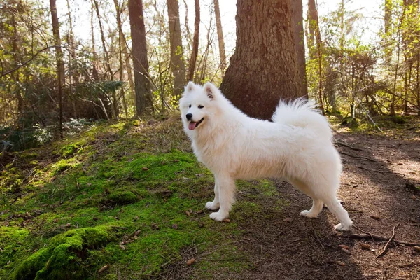 Samoyed Σκυλί Στέκεται Στο Δάσος — Φωτογραφία Αρχείου