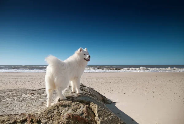 Samoyed Pies Stojący Plaży — Zdjęcie stockowe