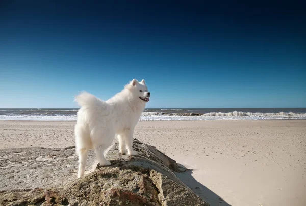 Samoyed Hond Staan Het Strand — Stockfoto