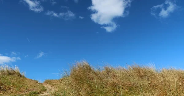 Mooie Deense Kustlijn Het Voorjaar — Stockfoto