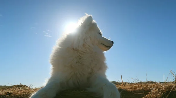对着太阳拍的狗的肖像画 — 图库照片