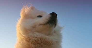 Samoe köpeğinin portresini kapat.