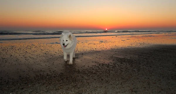 Samoa Pies Plaży Zachodzie Słońca — Zdjęcie stockowe