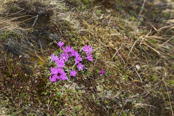 Λουλούδια Στο Γκροσγκλοκνερ Αλπικός Δρόμος Γκροσγκλοκνερ Hochalpenstrasse Ορεινό Τοπίο Αυστρία — Φωτογραφία Αρχείου