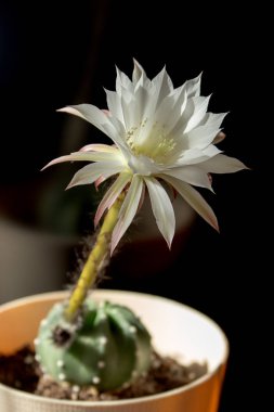 Siyah arka plan üzerine beyaz çiçek açması kaktüs