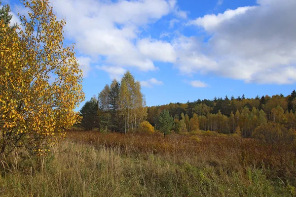 Bäume Und Feld Herbst Nach Regen — Stockfoto