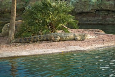 Timsah Oceanografic, Valencia, İspanya