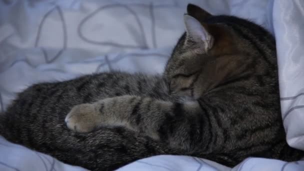 Γάτα Ξαπλωμένη Στο Κρεβάτι Και Τον Καθαρισμό Τον Εαυτό Της — Αρχείο Βίντεο