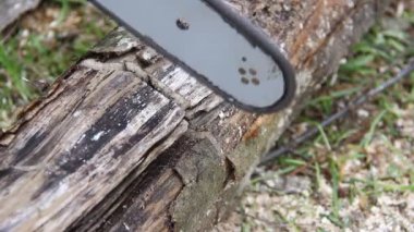 eylem kesme Ahşap testere, yakın çekim 