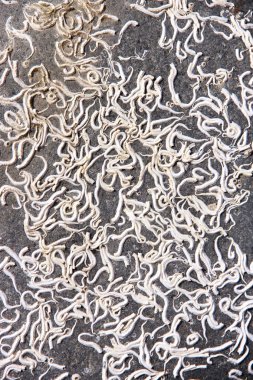 bir taş at Atlantik Okyanusu üzerinde kum solucanı fosil oluşumu