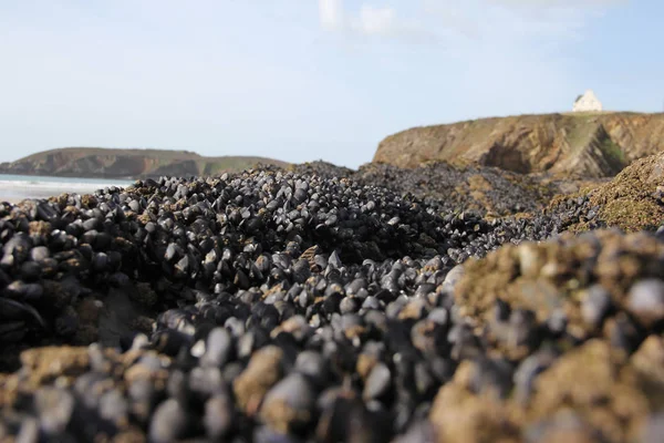 Fresh Mussels Formation Rock Beach Atlantic Ocean Low Tide — 스톡 사진