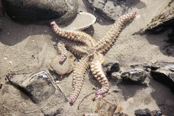 Närbild Starfish Över Atlanten Norra Halvklotet — Stockfoto