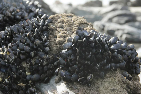 Čerstvé Mušle Formace Skále Pláži Atlantském Oceánu Při Odlivu — Stock fotografie