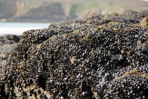 干潮で大西洋の海岸の岩の上の新鮮なムール貝の形成 ロイヤリティフリーのストック画像