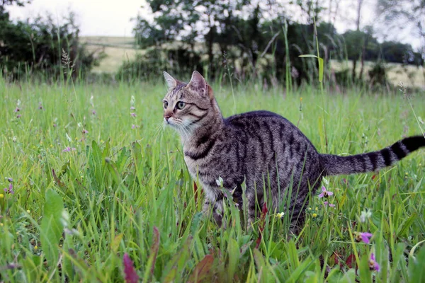 Young Domestic Cat Summer Meadow — Stock Photo, Image