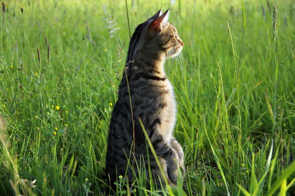 Very Curious Cat Standing Two Legs Summer Meadow — Stock Photo, Image